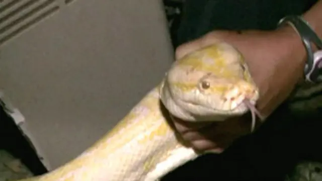 burmese python