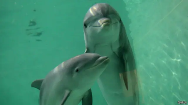 dolphins