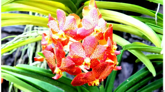 सिंगापुर