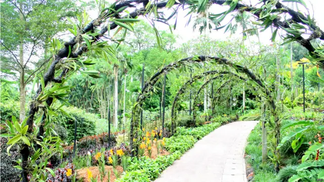 सिंगापुर