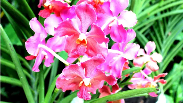 सिंगापुर