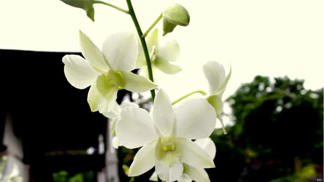 सिंगापुर