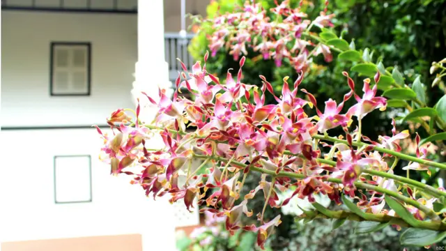 सिंगापुर