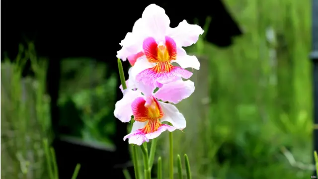 सिंगापुर