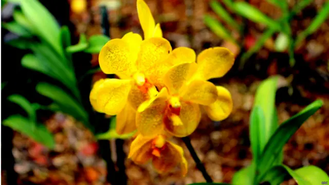 सिंगापुर