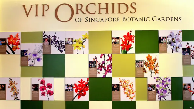 सिंगापुर