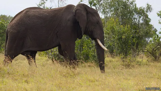 在過去三年，有六萬頭大象在非洲遭到獵殺。