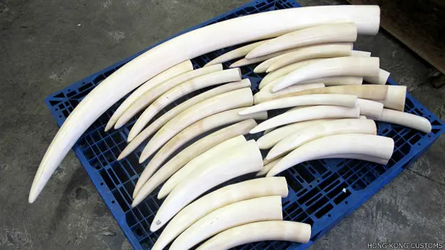 在香港截获的象牙（香港海关资料照片）