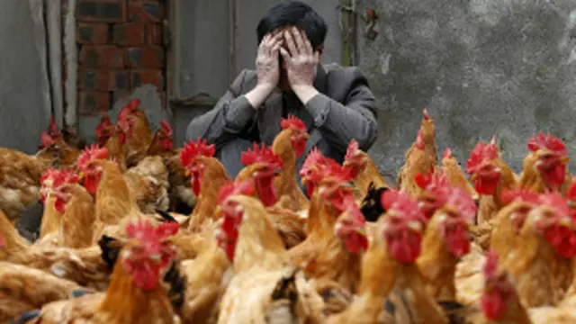 Хитой шарқида 133 кишининг H7N9 вирусини юқтиргани аниқланган.