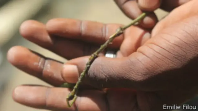 Larva de mosca negra.