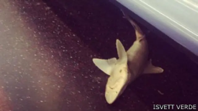 न्यू यॉर्क की सबवे के एक डिब्बे में मिली मृत शार्क मछली