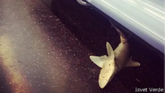 Мертвая акула