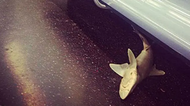 ٹرین میں ملنے والی مردہ شارک