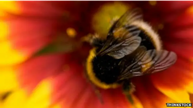 Abeja