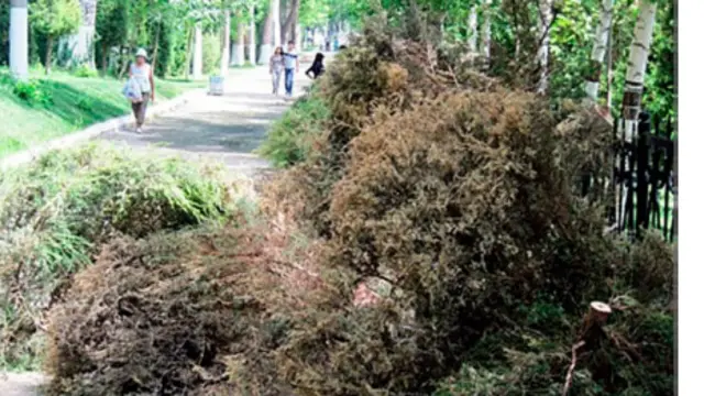 Тошкентда кесилган арчалар (сурат Sreda.uz.дан олинди)
