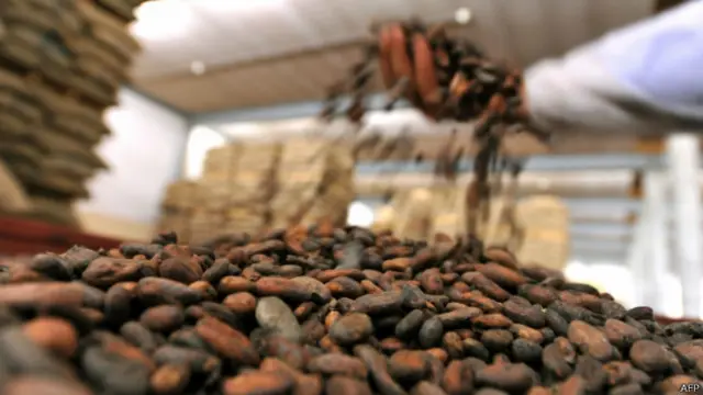 कोको फली