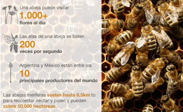 Gráfico abejas