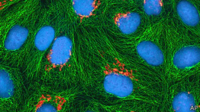 Célula HeLa en el microscopio