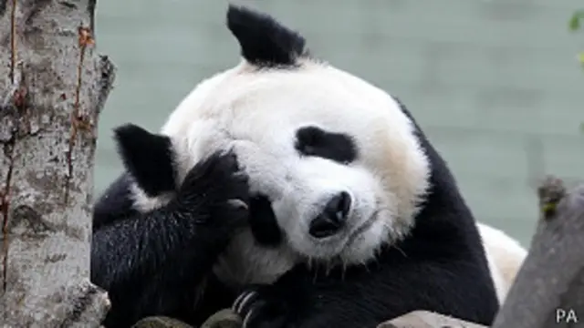 Tian Tian