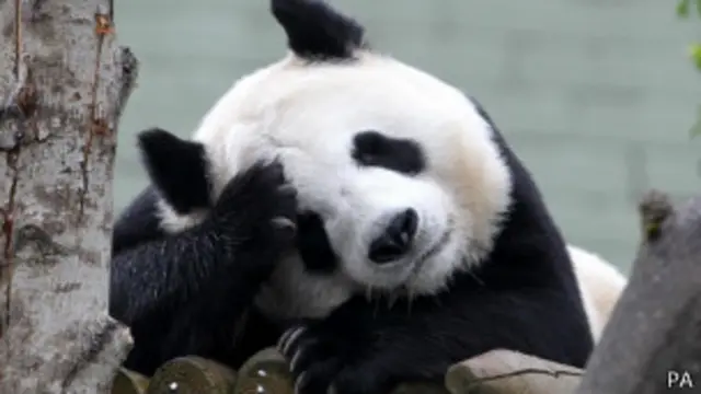 大熊貓「甜甜」
