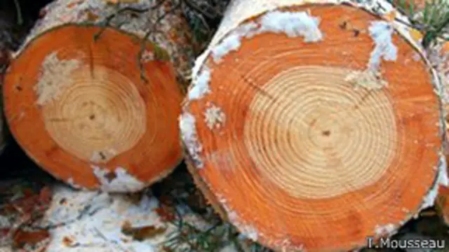 Árboles de Chernobyl