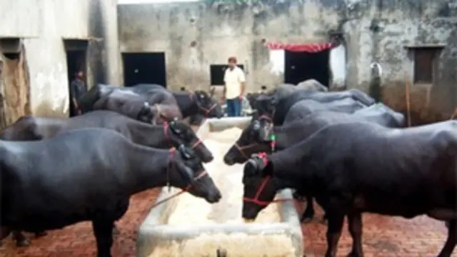 بھارت میں ایک بھینس کی اتنی بھاری قیمت میں ایک چھوٹی بیش قیمت کار خریدی جا سکتی ہے