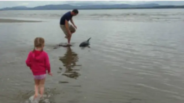 डैन और उनकी बेटी उस असहाय डॉल्फिन को बचाने पहुंचे.