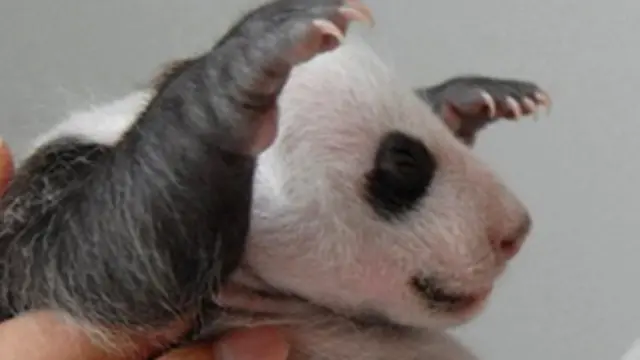 امریکہ میں حالیہ تحقیق نے پانڈا کی افزائشِ نسل کے حوالے سے ایک نئی امید اجاگر کی ہے