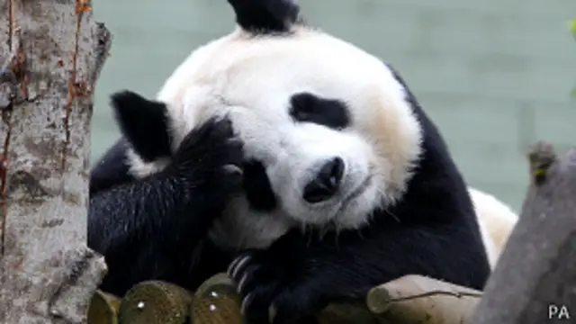 Tian Tian, osa panda del zoológico de Edimburgo