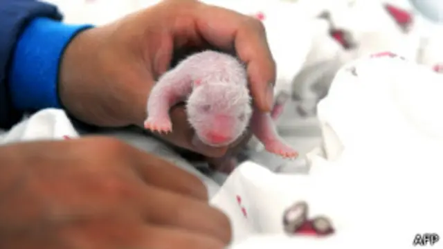 Cachorro de panda recién nacido