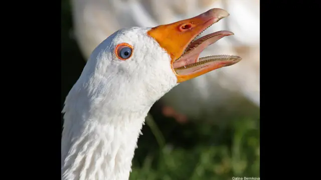 Фото: Галина Берникова