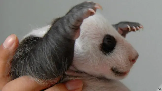 Tian Tian, panda gigante del zoológico de Edimburgo