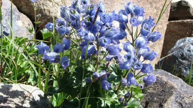 یکی از گیاهان منحصر به فرد بدخشان