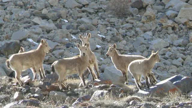 آهوی دره واخان