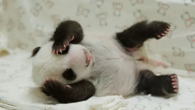 刚睡醒的圆仔（AFP/TAIPEI ZOO）