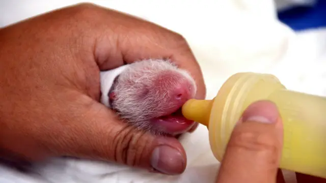 圆仔刚出生吃奶（EPA/TAIPEI ZOO）