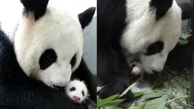圆圆和圆仔 (AP/AFP/TAIPEI ZOO）