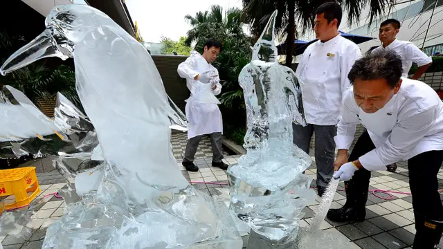 अफ़्रीका पेंग्विन, टोक्यो, जापान, गर्मी, पिक्चर गैलरी