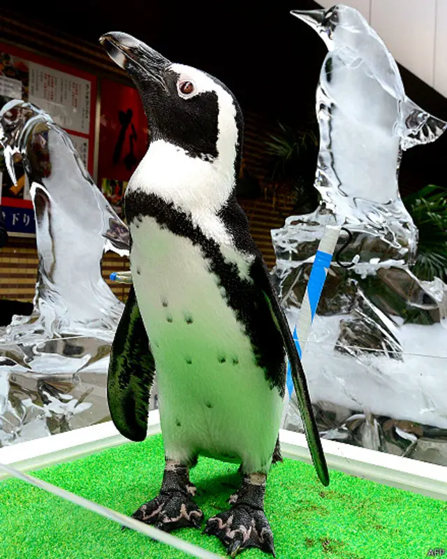 अफ़्रीका पेंग्विन, टोक्यो, जापान, गर्मी, पिक्चर गैलरी