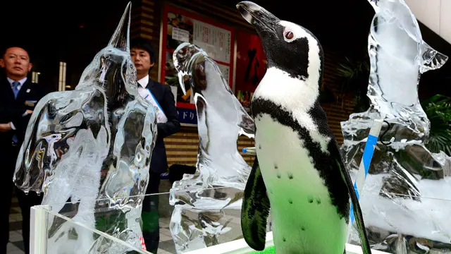 अफ़्रीका पेंग्विन, टोक्यो, जापान, गर्मी, पिक्चर गैलरी