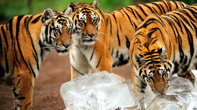 साइबेरियन टाइगर पार्क, चीन, बर्फ़, शेर