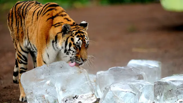 साइबेरियन टाइगर पार्क, चीन, बर्फ़, शेर