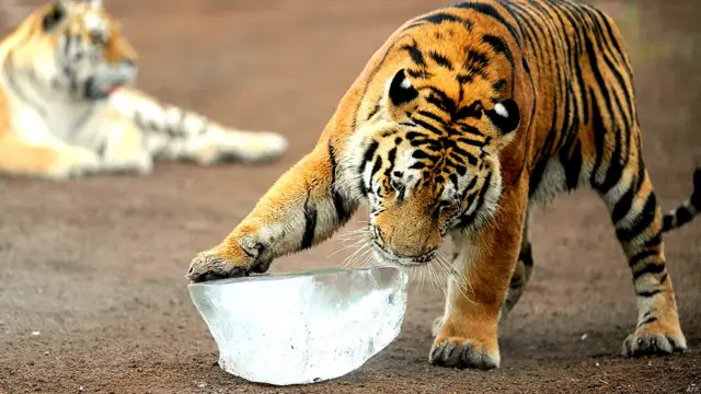 साइबेरियन टाइगर पार्क, चीन, बर्फ़, शेर