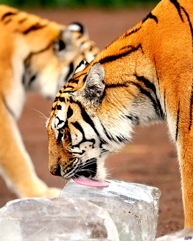 साइबेरियन टाइगर पार्क, चीन, बर्फ़, शेर