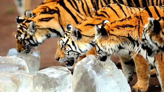 साइबेरियन टाइगर पार्क, चीन, बर्फ़, शेर