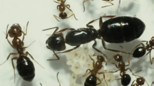 Ants,BBC