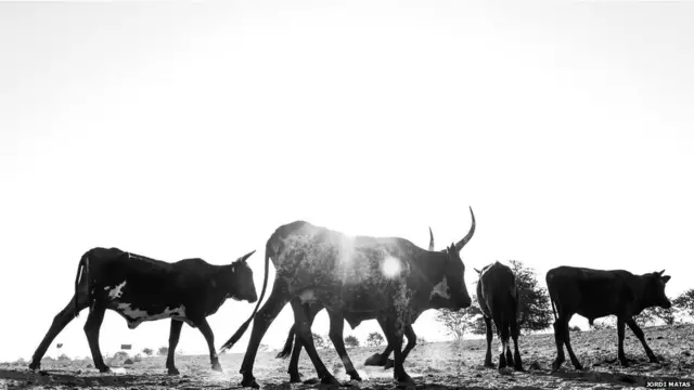 Скот на пастбище