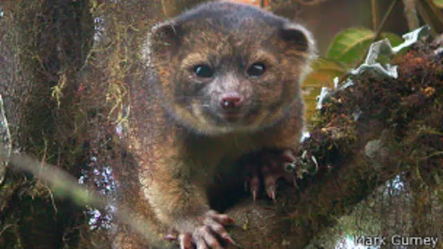 olinguito