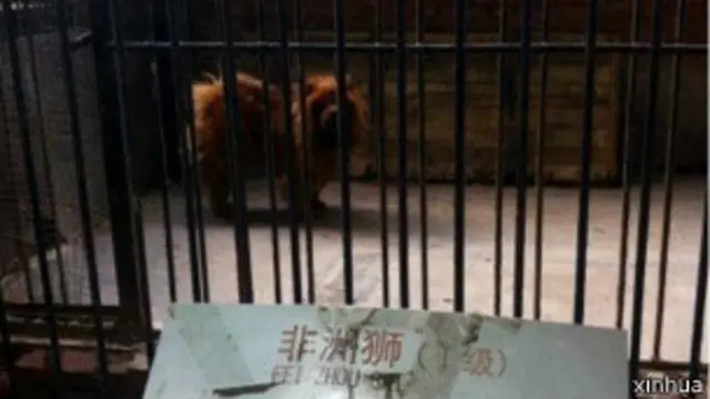 非洲狮籠里的藏獒