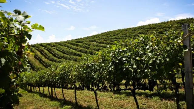 vinhedo na Serra Gaúcha | Divulgação - Wines of Brazil